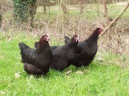 Hebdo du 18 février 2026